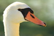 Beautiful swan head