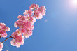 Kirschblüten im Frühling