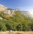 mountain forest