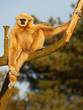 White Handed Gibbon high in a tree