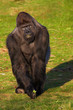 Gorilla standing with some vegetables in his hand