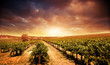 Sunset Vineyard