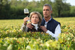 Couple checking wine in a vineyard