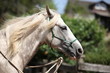 Photo: Knotenhalfter Knotenhalfter