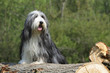 bearded collie pattes posées sur un tronc d'arbre