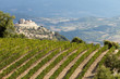 best tuscan vineyards around Montalcino and Saint Antimo