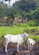 Foto: Thailand Thailand