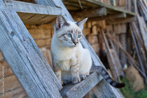 Foto: Сиамский кот на лестнице Сиамский кот на лестнице