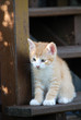 kleiner roter Kater