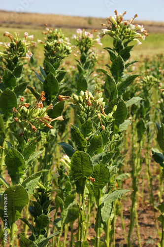 Photo: tobacco fields tobacco fields
