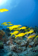 School of Yellowsaddle goatfish, foraging on a tropical coral re