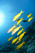 School of Yellowsaddle goatfish, foraging on a tropical coral re