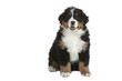 chiot bouvier bernois assis de face chiot bouvier bernois assis de face