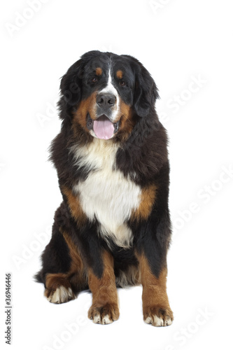 Photo: chien assis de face en studio chien assis de face en studio