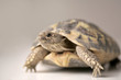 Photo: Tortoise Tortoise