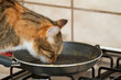 gatto in padella