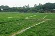 farm