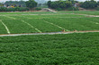 farm