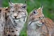 Lynx d'Europe