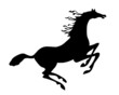 silhouette horse on white background