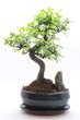 Foto: Bonsai Bonsai