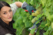 Woman pruning vine