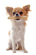 chiot chihuahua et son os