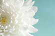 Foto: Chrysanthemum on cyan Chrysanthemum on cyan