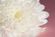 Foto: Chrysanthemum on magenta Chrysanthemum on magenta