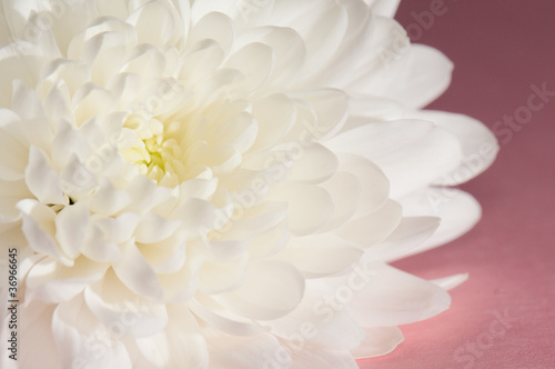 Photo: Chrysanthemum on magenta Chrysanthemum on magenta