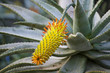 Aloe castanea - Xanthorrhoeaceae
