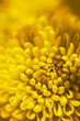 yellow flower bud