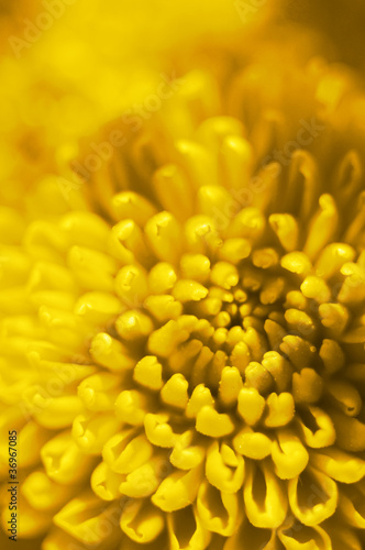Photo: yellow flower bud yellow flower bud