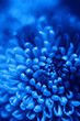 blue flower
