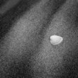black and white shell on beach