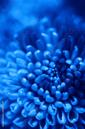 Photo: blue flower blue flower