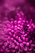 pink flower bud