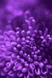 Purple flower