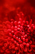 red flower bud