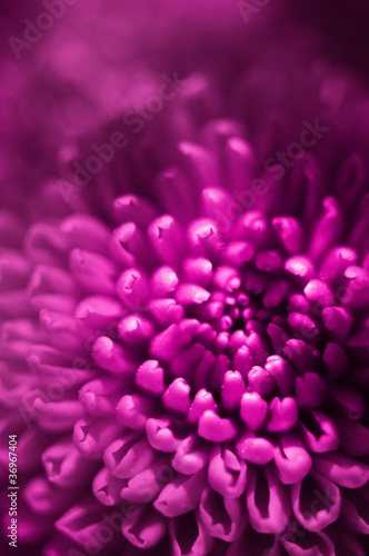 Photo: pink flower bud pink flower bud