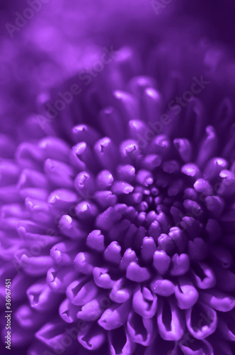Photo: Purple flower Purple flower