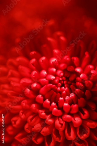 Photo: red flower bud red flower bud