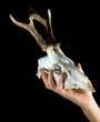 Deer skull