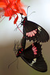 Mating Butterflies