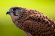 Turmfalke