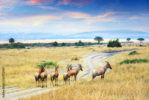 Photo: Antelope Topis (Damaliscus korrigum) Antelope Topis (Damaliscus korrigum)