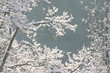 Schneeäste