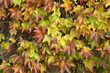 Ivy wall colorful background Ivy wall colorful background