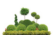 composition de buis taillés