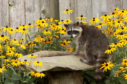 Photo: raccon drins from daisy surrounded birdbath raccon drins from daisy surrounded birdbath